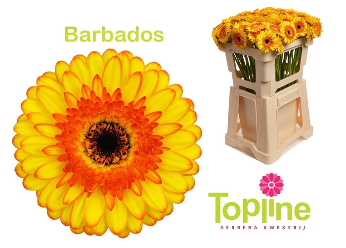 <h4>Germini Barbados</h4>
