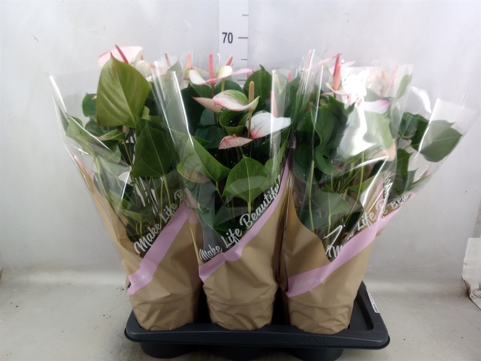 <h4>Anthurium  'Pr. Amalia Elegance'</h4>