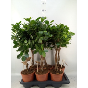 Ficus microcarpa 'Moclame'