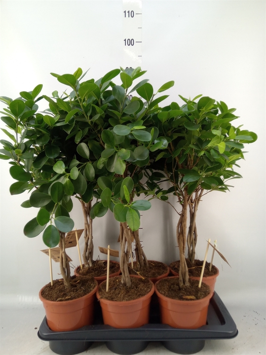 <h4>Ficus microcarpa 'Moclame'</h4>