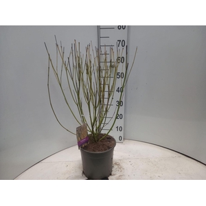 Cornus sericea Flaviramea