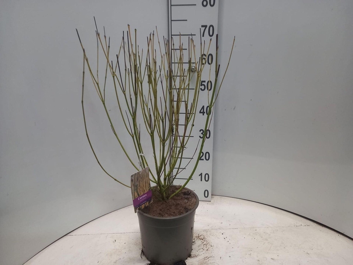 <h4>Cornus sericea Flaviramea</h4>