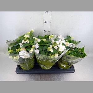 Hydrangea mac.   ...