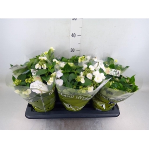 Hydrangea mac.   ...