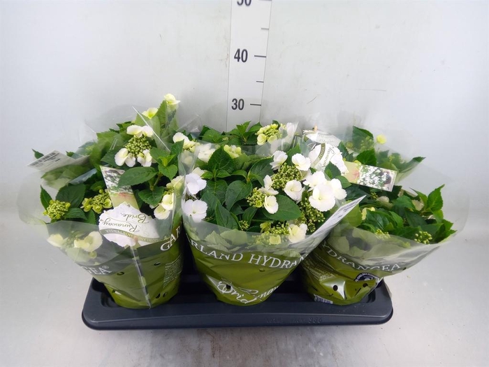 <h4>Hydrangea mac.   ...</h4>