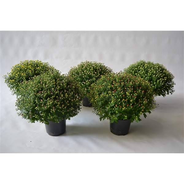 <h4>212 DM-DB-DF : PER 38 CC VOLLE VRACHT Pot 19 cm Retail Chrysant diam. 40/45 cm  mix kleuren WIT-GEEL-ROZE-ROOD-LILLA</h4>