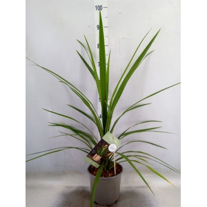 Cordyline indivisa 'Peko'