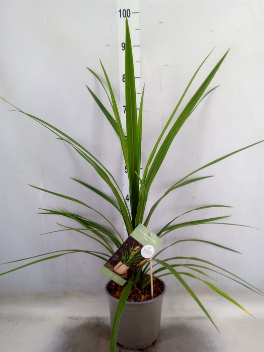 <h4>Cordyline indivisa 'Peko'</h4>