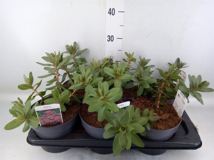 <h4>Sedum telep.</h4>