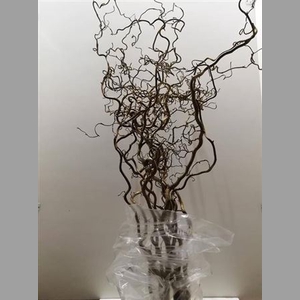 Corylus Av Contorta