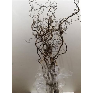 Corylus Av Contorta