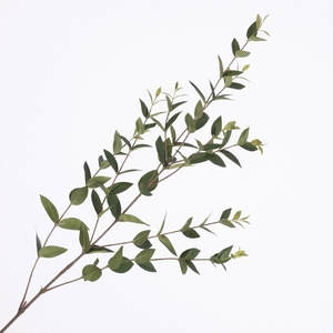 Ruscus Spray Green LV330117GRN