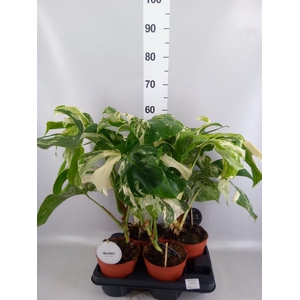 Monstera   ...