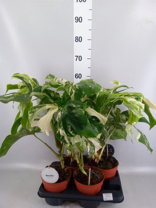 <h4>Monstera   ...</h4>