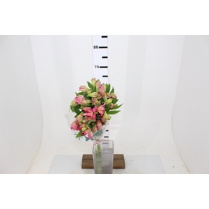 ALSTROEMERIA CHANEL 080 CM