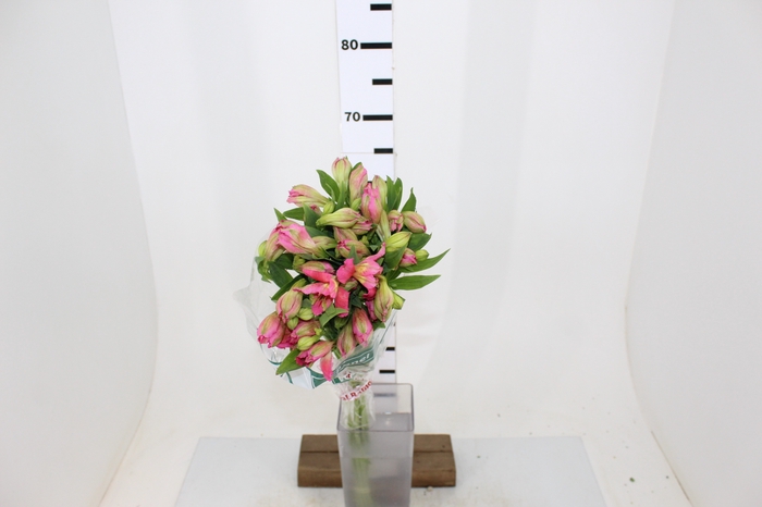 ALSTROEMERIA CHANEL 080 CM