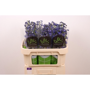 DELPH EN BELLA AN AZ