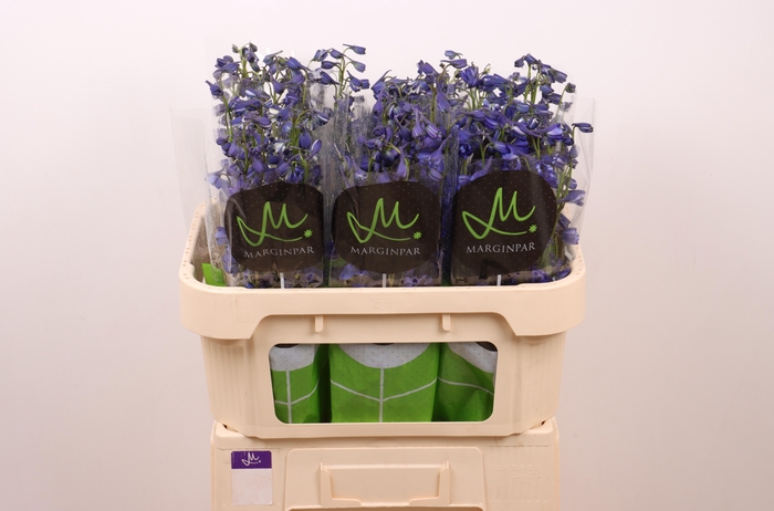 <h4>DELPH EN BELLA AN AZ</h4>