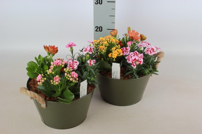 <h4>ARR TUINPLANTEN</h4>