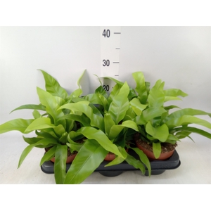 Asplenium antiquum