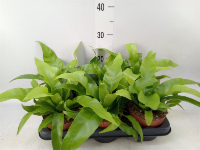 <h4>Asplenium antiquum</h4>