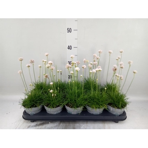 Armeria maritima 'Alba'