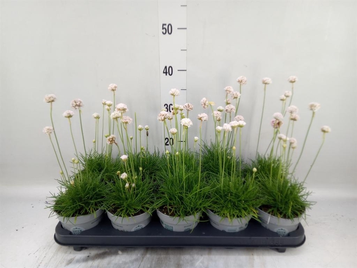 <h4>Armeria maritima 'Alba'</h4>