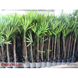 PALMEIRA RAPHIS COM 1 HASTE