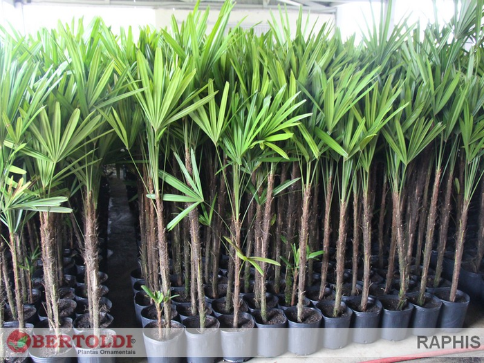 <h4>PALMEIRA RAPHIS COM 1 HASTE</h4>