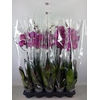Phalaenopsis   ...lilac