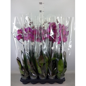 Phalaenopsis   ...lilac