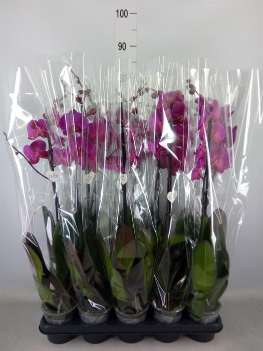 Phalaenopsis   ...lilac