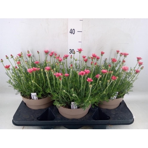 Rhodanthemum hosm. 'Zagora Orange'