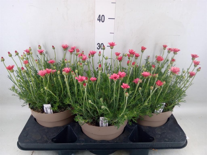 <h4>Rhodanthemum hosm. 'Zagora Orange'</h4>