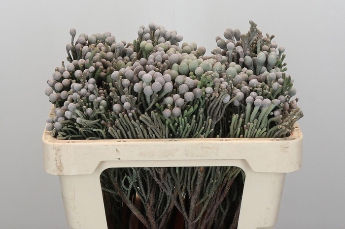 <h4>BRUN LAEVIS</h4>