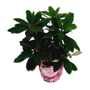 Rhododendron 30-35 /2 liter 'Roze' met potcover