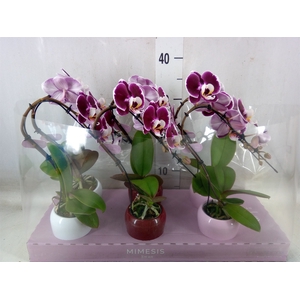 Phalaenopsis   ...red