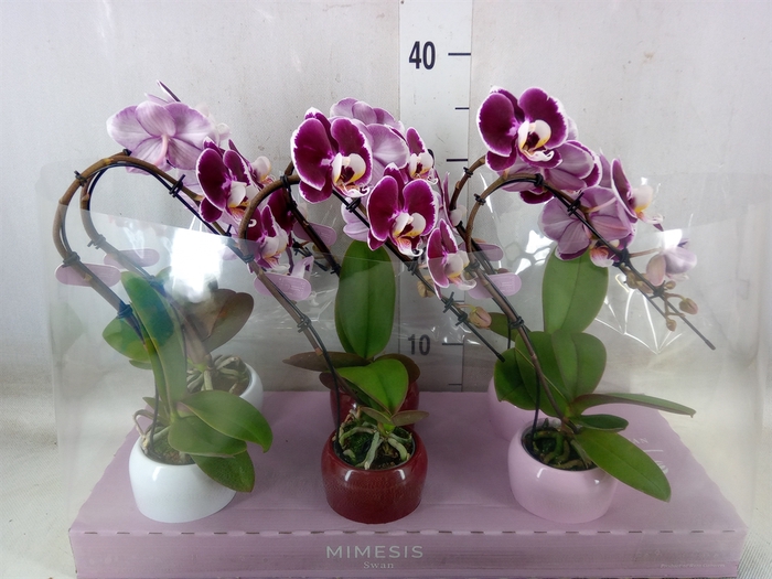 <h4>Phalaenopsis   ...red</h4>