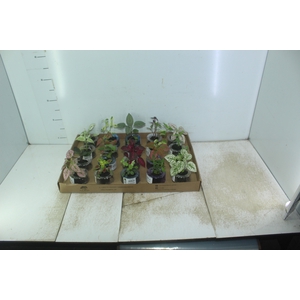 HIDROCULTURA VARIADO P05 PLANTA ORNAMENTAL