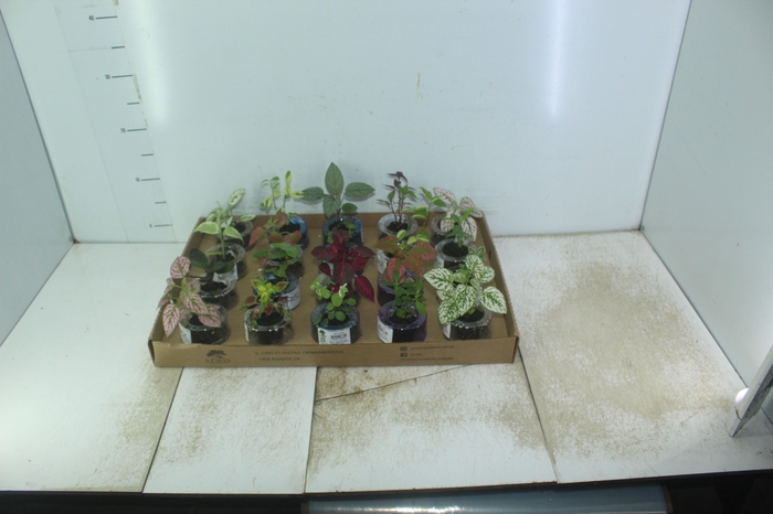 <h4>HIDROCULTURA VARIADO P05 PLANTA ORNAMENTAL</h4>