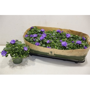 arr8 Camp Blue Like Mee