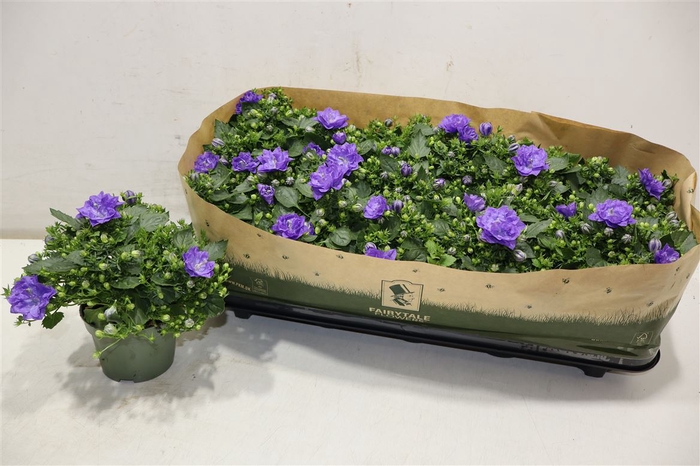 <h4>arr8 Camp Blue Like Mee</h4>