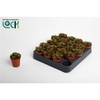 Sedum Rubrotinctum