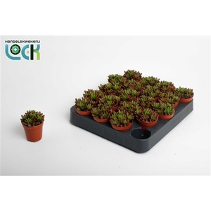 Sedum Rubrotinctum