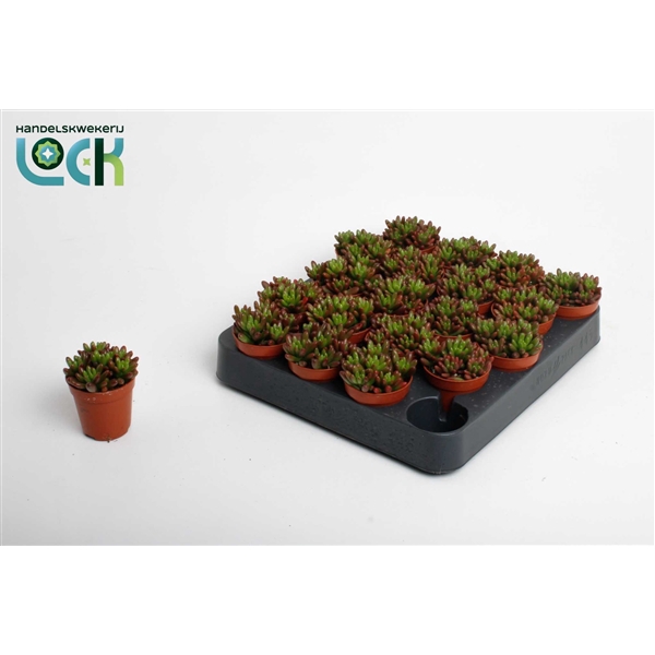 <h4>Sedum Rubrotinctum</h4>