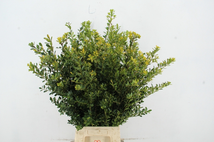 <h4>ILEX BL C GREEN HEDG</h4>