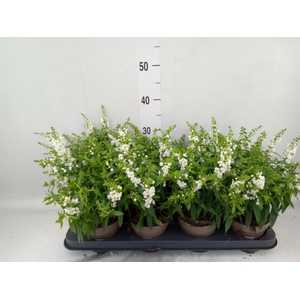 Angelonia  'Serena White'