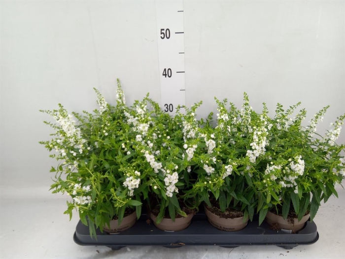 <h4>Angelonia  'Serena White'</h4>
