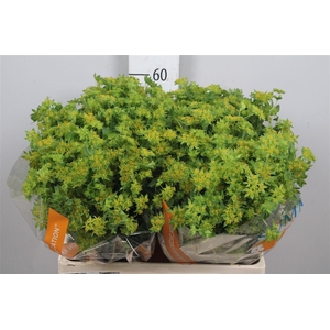 Bupleurum Rotundifol