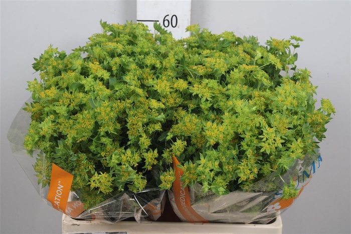 <h4>Bupleurum Rotundifol</h4>